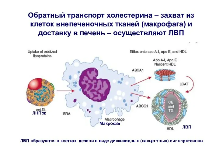 Обратный транспорт холестерина – захват из клеток внепеченочных тканей (макрофага) и