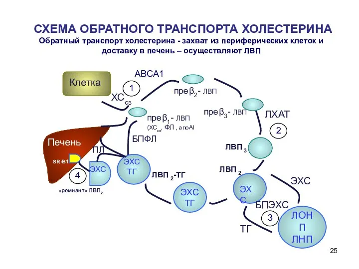 СХЕМА ОБРАТНОГО ТРАНСПОРТА ХОЛЕСТЕРИНА Обратный транспорт холестерина - захват из периферических