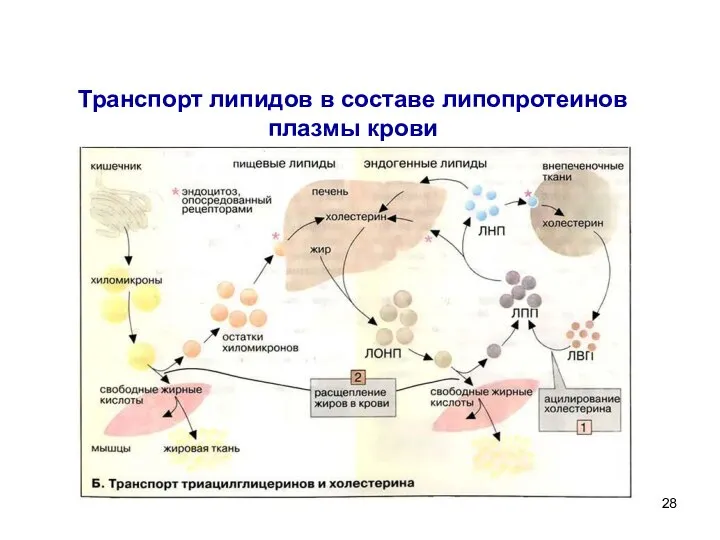 Транспорт липидов в составе липопротеинов плазмы крови