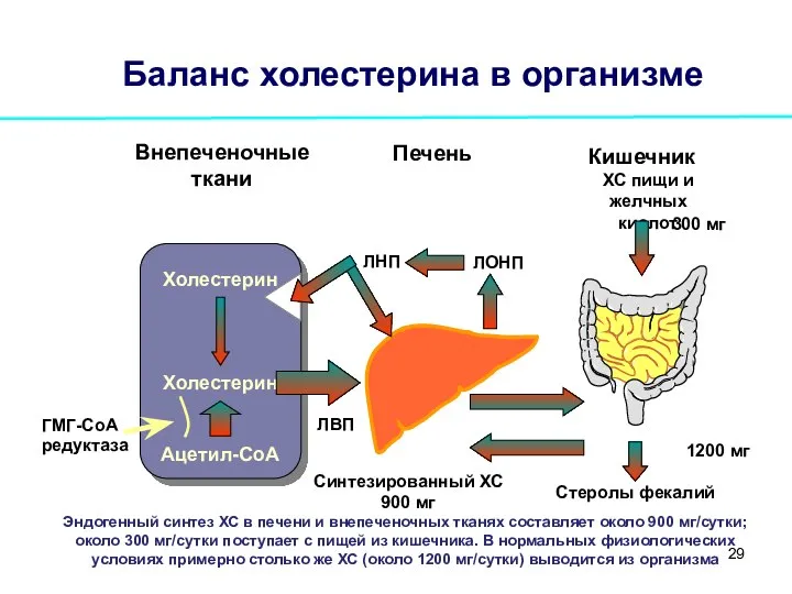 Баланс холестерина в организме Синтезированный ХС 900 мг Стеролы фекалий Внепеченочные