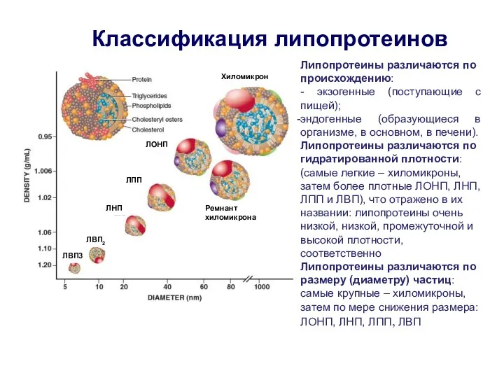 Классификация липопротеинов Хиломикрон Липопротеины различаются по происхождению: - экзогенные (поступающие с