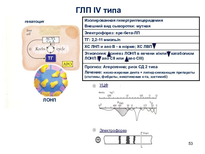 ГЛП IV типа ЛОНП гепатоцит ТГ УЦФ Электрофорез