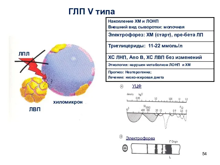 ГЛП V типа ЛВП хиломикрон ЛПЛ УЦФ Электрофорез