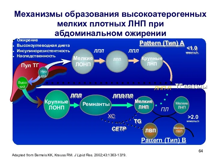 Механизмы образования высокоатерогенных мелких плотных ЛНП при абдоминальном ожирении Ожирение Высокоуглеводная