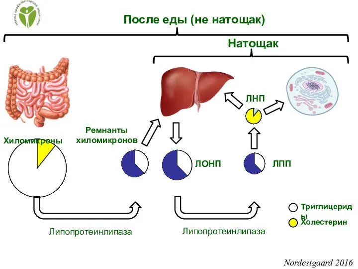 Nordestgaard 2016 Натощак После еды (не натощак) Липопротеинлипаза Липопротеинлипаза Хиломикроны Ремнанты