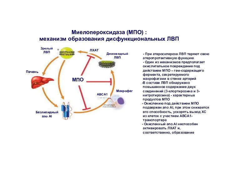 Миелопероксидаза (МПО) : механизм образования дисфункциональных ЛВП МПО Безлипидный апо AI