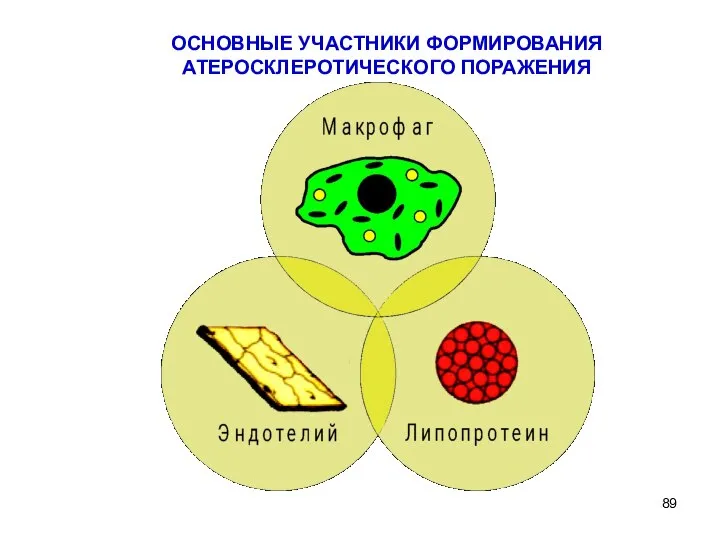 ОСНОВНЫЕ УЧАСТНИКИ ФОРМИРОВАНИЯ АТЕРОСКЛЕРОТИЧЕСКОГО ПОРАЖЕНИЯ