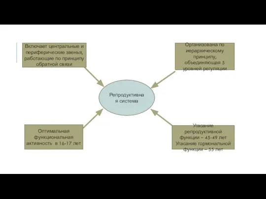 Репродуктивная система Включает центральные и периферические звенья, работающие по принципу обратной