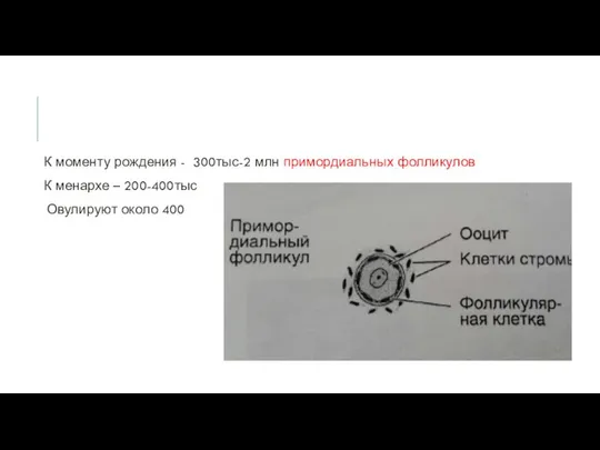 К моменту рождения - 300тыс-2 млн примордиальных фолликулов К менархе – 200-400тыс Овулируют около 400