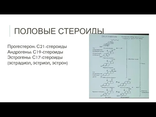 ПОЛОВЫЕ СТЕРОИДЫ Прогестерон: С21-стероиды Андрогены: С19-стероиды Эстрогены: С17-стероиды (эстрадиол, эстриол, эстрон)