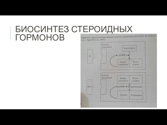 БИОСИНТЕЗ СТЕРОИДНЫХ ГОРМОНОВ