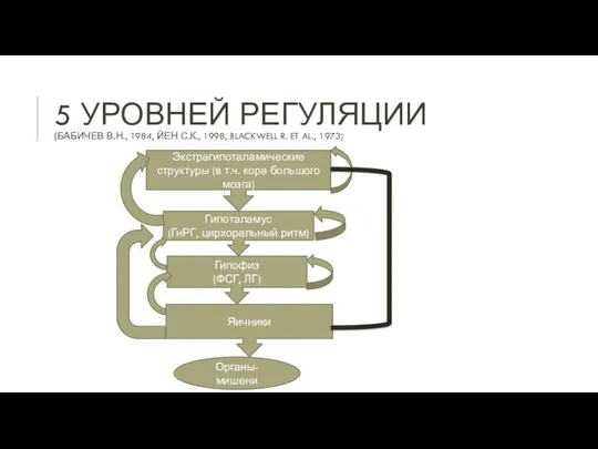 5 УРОВНЕЙ РЕГУЛЯЦИИ (БАБИЧЕВ В.Н., 1984, ЙЕН С.К., 1998, BLACKWELL R.