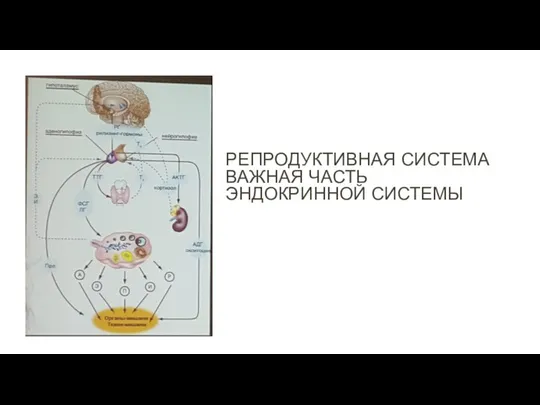 РЕПРОДУКТИВНАЯ СИСТЕМА ВАЖНАЯ ЧАСТЬ ЭНДОКРИННОЙ СИСТЕМЫ