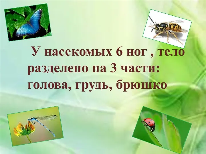 У насекомых 6 ног , тело разделено на 3 части: голова, грудь, брюшко