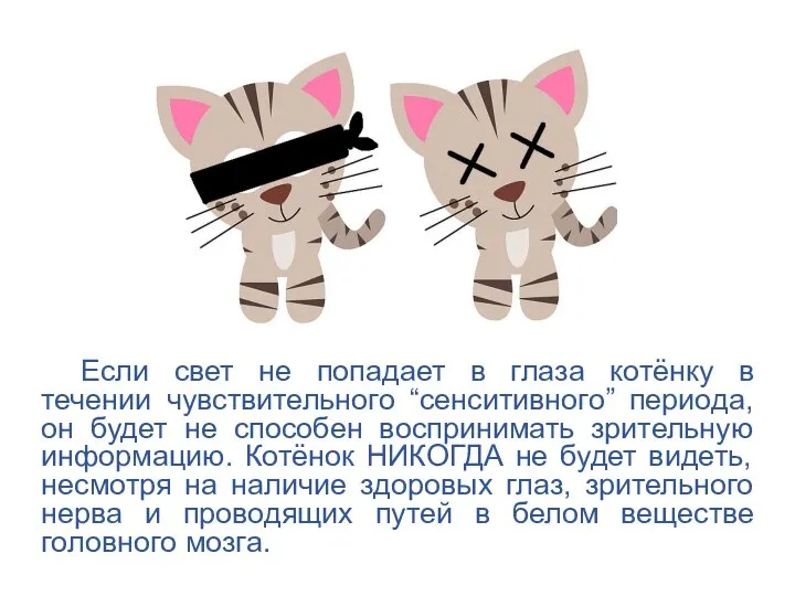 Если свет не попадает в глаза котёнку в течении чувствительного “сенситивного”