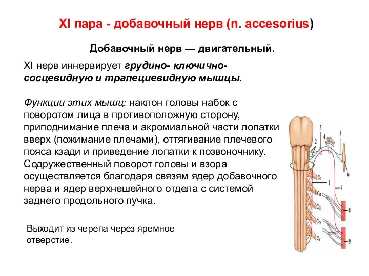 XI пара - добавочный нерв (n. accesorius) XI нерв иннервирует грудино-