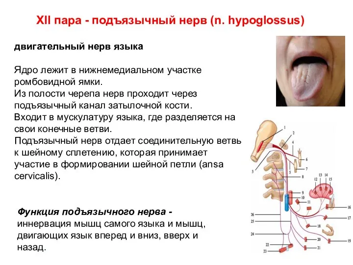 XII пара - подъязычный нерв (n. hypoglossus) двигательный нерв языка Ядро