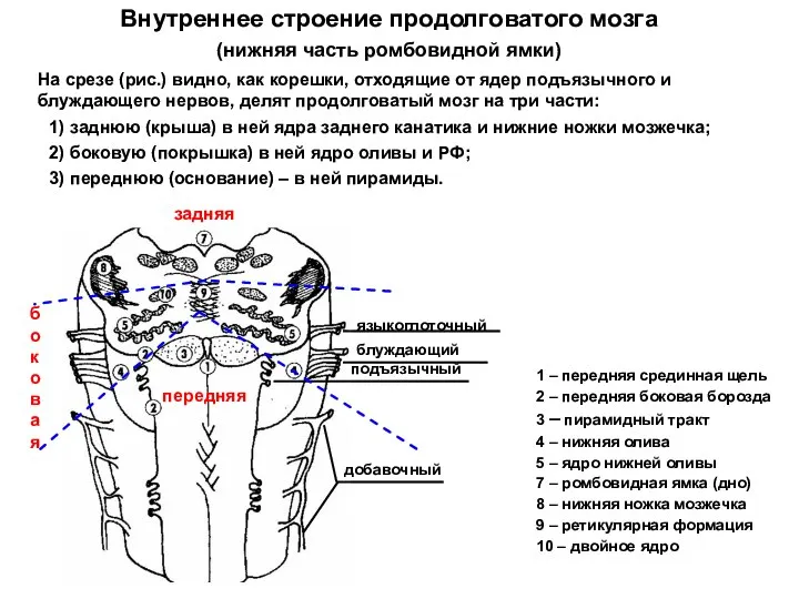 Внутреннее строение продолговатого мозга (нижняя часть ромбовидной ямки) На срезе (рис.)