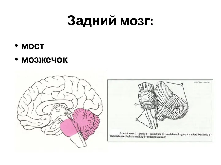 Задний мозг: мост мозжечок