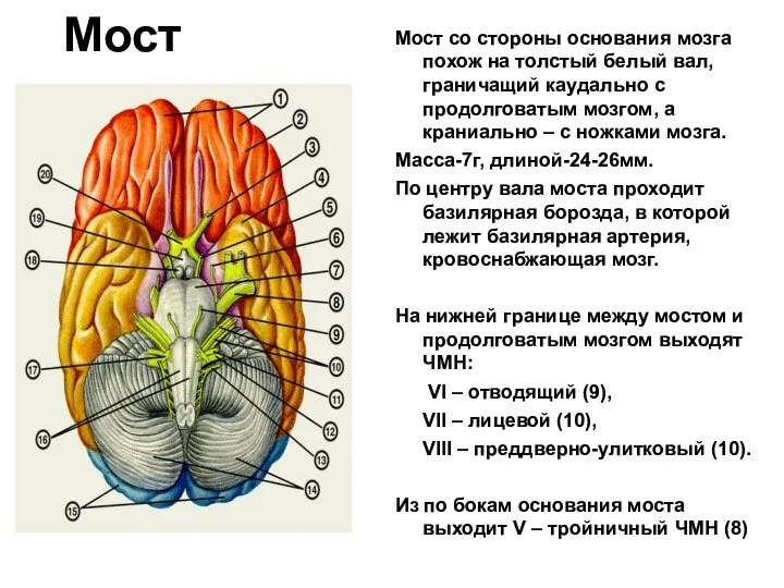 Мост Мост со стороны основания мозга похож на толстый белый вал,