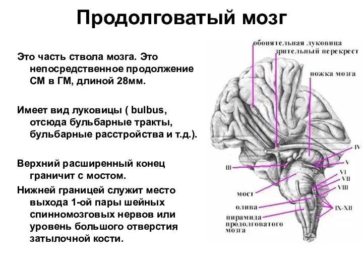 Продолговатый мозг Это часть ствола мозга. Это непосредственное продолжение СМ в