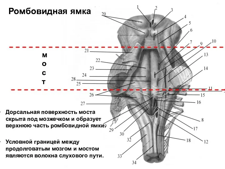 Дорсальная поверхность моста скрыта под мозжечком и образует верхнюю часть ромбовидной