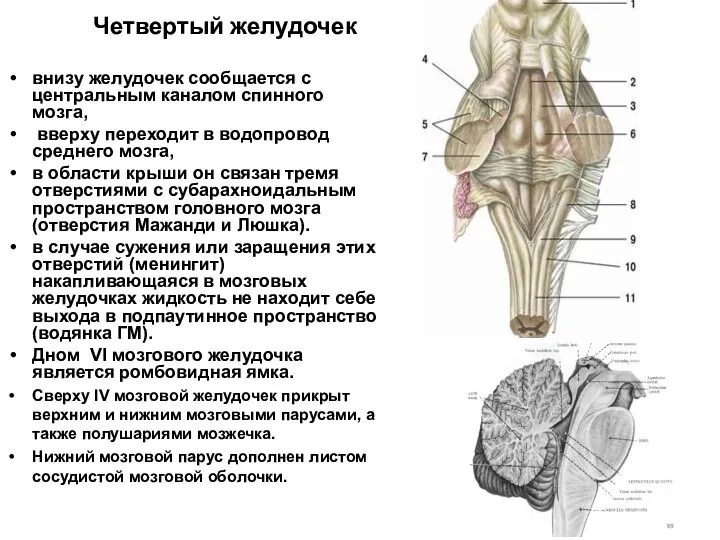 Четвертый желудочек внизу желудочек сообщается с центральным каналом спинного мозга, вверху