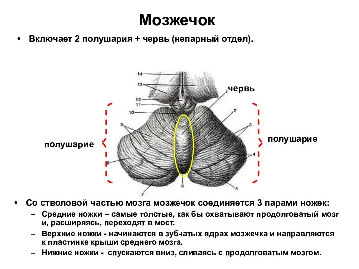 Мозжечок Включает 2 полушария + червь (непарный отдел). червь Со стволовой