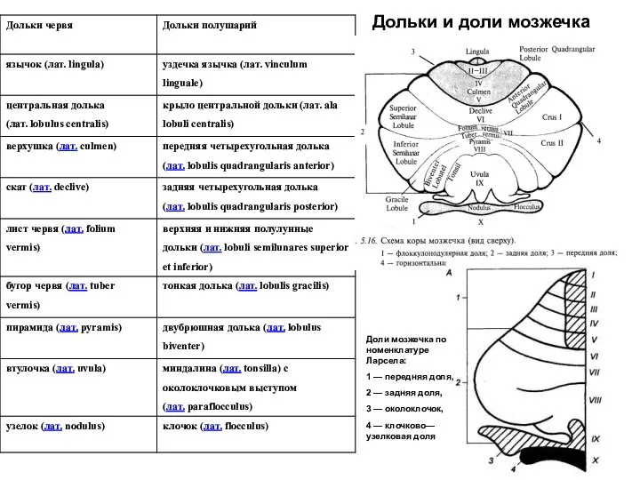 Дольки и доли мозжечка Доли мозжечка по номенклатуре Ларсела: 1 —