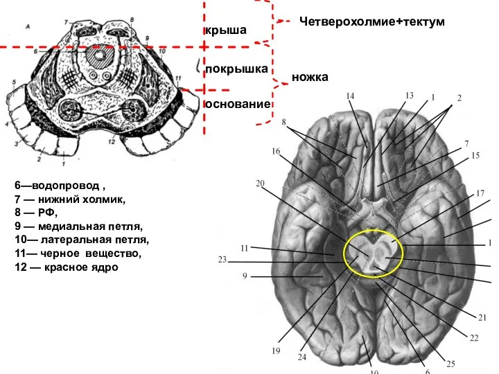 6—водопровод , 7 — нижний холмик, 8 — РФ, 9 —