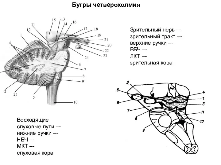 Бугры четверохолмия Зрительный нерв –- зрительный тракт –- верхние ручки –-