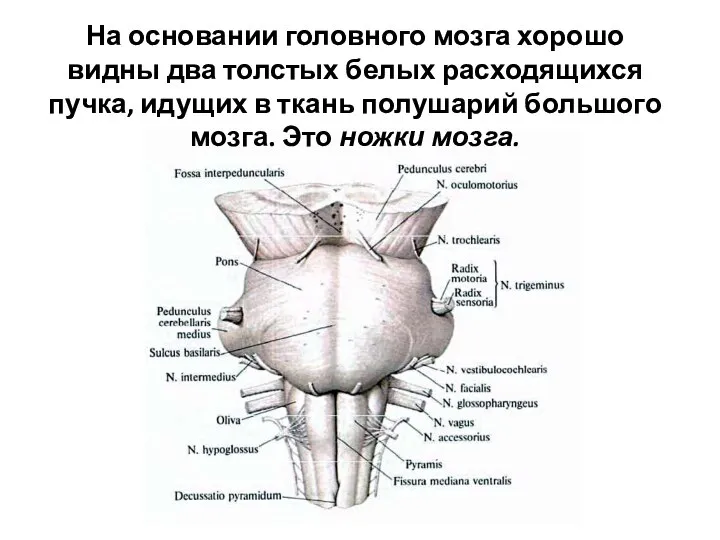 На основании головного мозга хорошо видны два толстых белых расходящихся пучка,