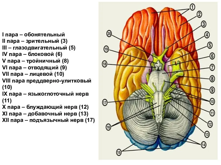 I пара – обонятельный II пара – зрительный (3) III –