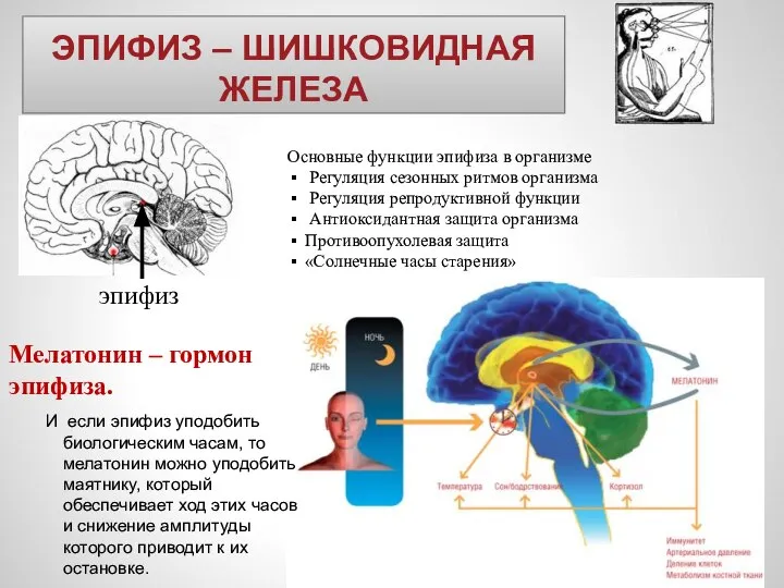 ЭПИФИЗ – ШИШКОВИДНАЯ ЖЕЛЕЗА Основные функции эпифиза в организме Регуляция сезонных