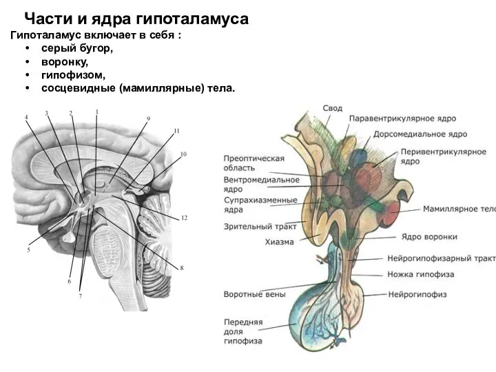 Части и ядра гипоталамуса Гипоталамус включает в себя : серый бугор, воронку, гипофизом, сосцевидные (мамиллярные) тела.