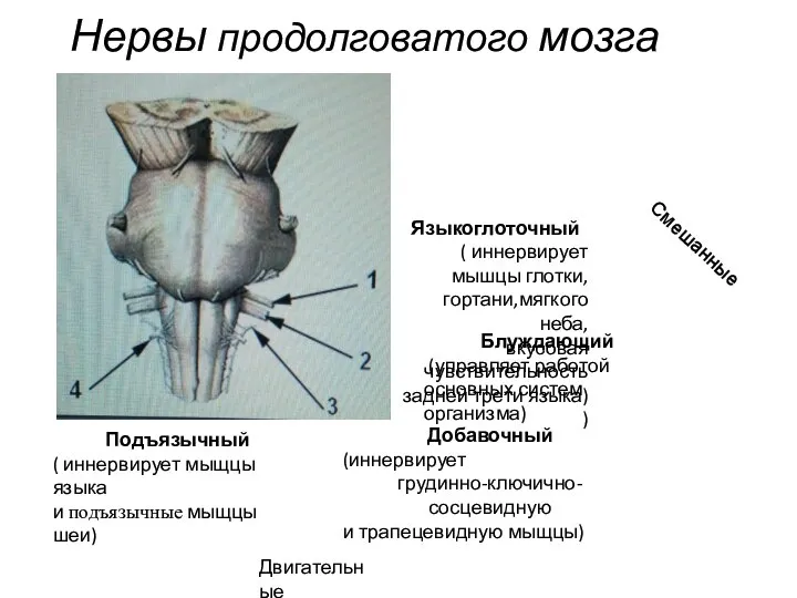 Нервы продолговатого мозга Языкоглоточный ( иннервирует мышцы глотки, гортани,мягкого неба, вкусовая