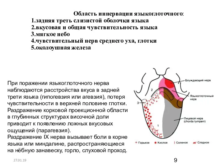 27.01.19 Область иннервации языкоглоточного: задняя треть слизистой оболочки языка вкусовая и