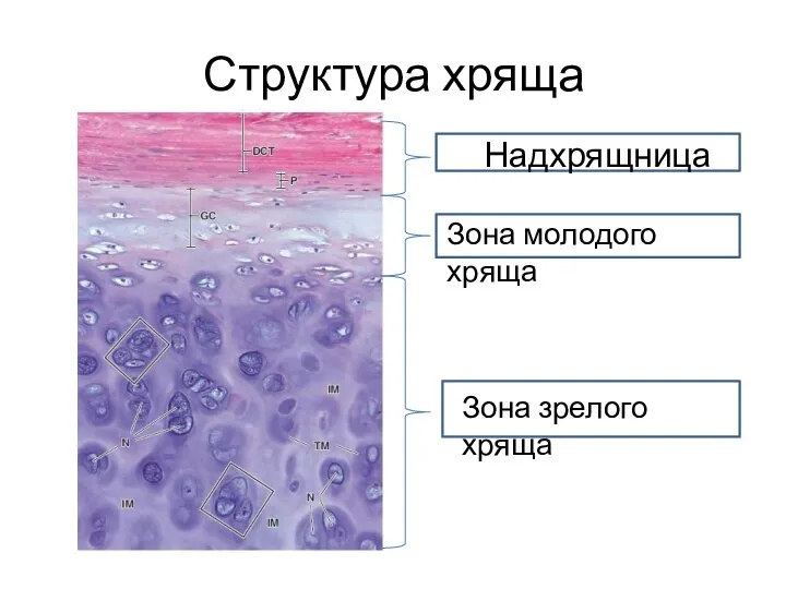 Структура хряща Надхрящница Зона молодого хряща Зона зрелого хряща