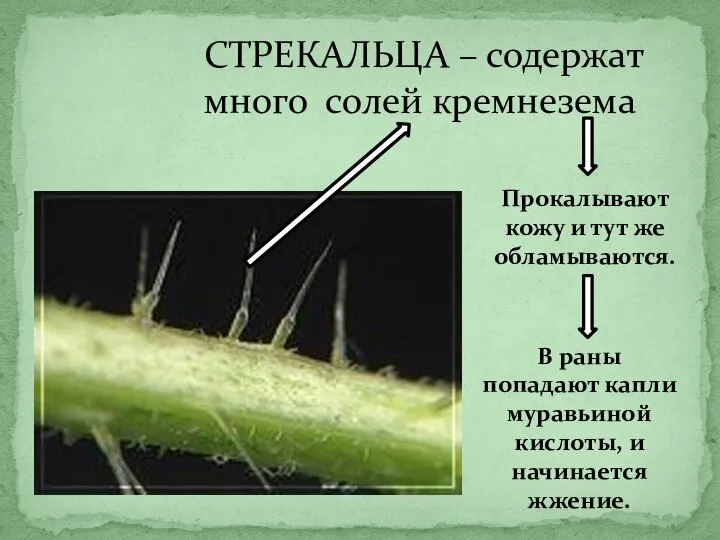 СТРЕКАЛЬЦА – содержат много солей кремнезема Прокалывают кожу и тут же