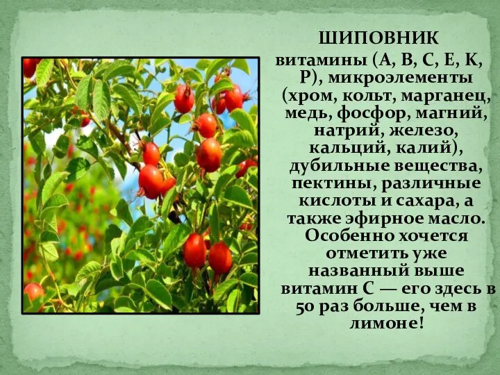 ШИПОВНИК витамины (A, B, C, E, K, P), микроэлементы (хром, кольт,