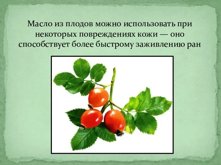 Масло из плодов можно использовать при некоторых повреждениях кожи — оно способствует более быстрому заживлению ран