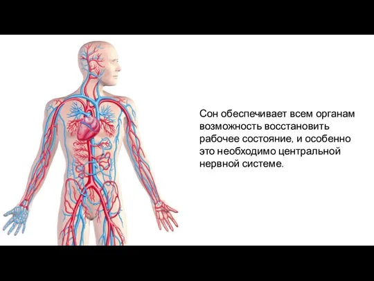 Сон обеспечивает всем органам возможность восстановить рабочее состояние, и особенно это необходимо центральной нервной системе.