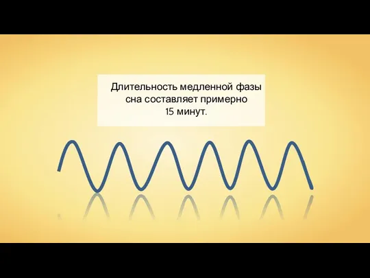 Длительность медленной фазы сна составляет примерно 15 минут.