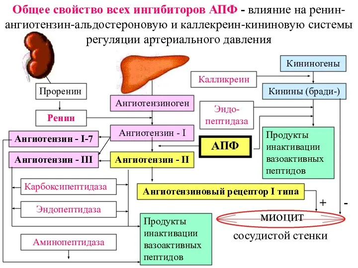 Проренин Ренин Ангиотензиноген Ангиотензин - I Ангиотензин - II Ангиотензиновый рецептор