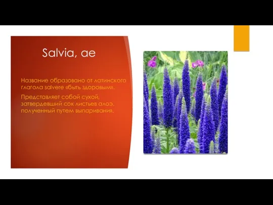 Salvia, ae Название образовано от латинского глагола salvere «быть здоровым». Представляет