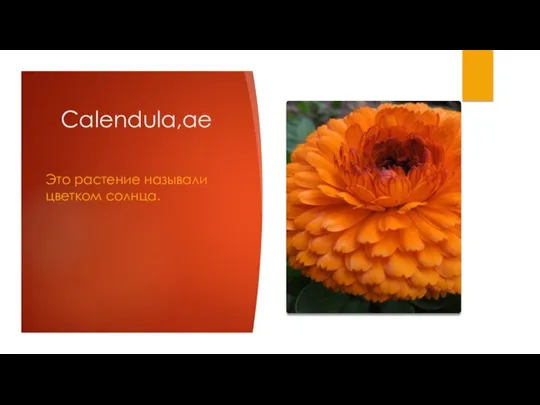 Calendula,ae Это растение называли цветком солнца.