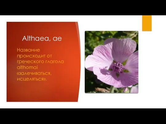 Althaea, ae Название происходит от греческого глагола althomai «залечиваться, исцеляться».