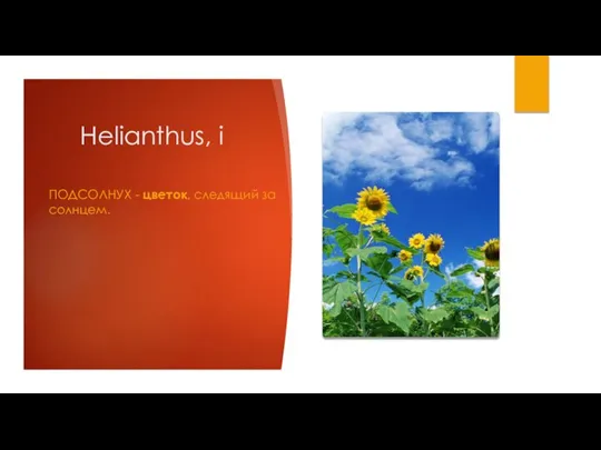 Helianthus, i ПОДСОЛНУХ - цветок, следящий за солнцем.