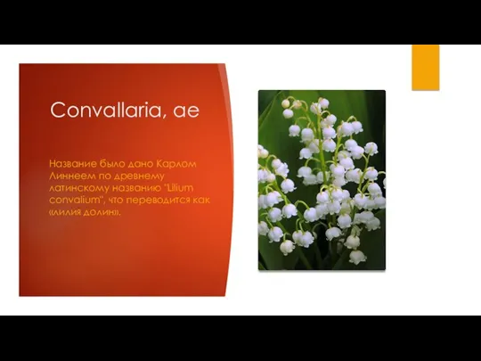 Convallaria, ae Название было дано Карлом Линнеем по древнему латинскому названию