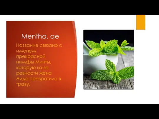 Mentha, ae Название связано с именем прекрасной нимфы Минты, которую из-за